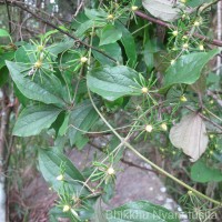 Clematis zeylanica (L.) Poir.